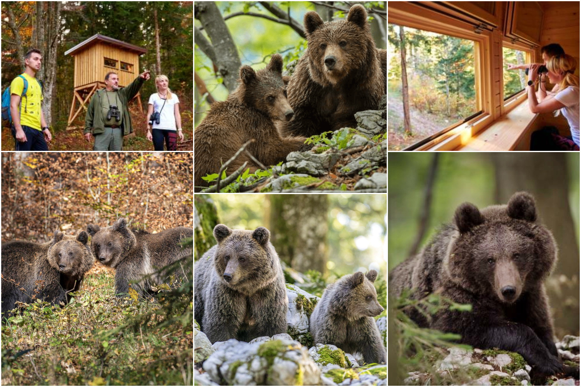 Bearwatching Loska dolina - Slovenia
