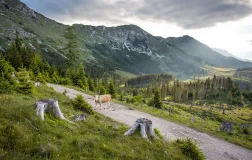 Tržiška planinska pot - Košuta - Foto: Jošt Gantar