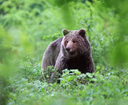 Kočevsko - ogled medveda foto: Marjan Artnak