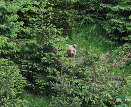 Opazovanje medveda - Loška dolina - bestbearwatching.si